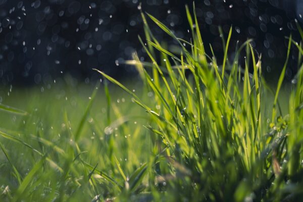 Planting Grass Seed in Rain